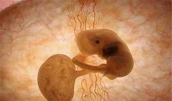同性供卵代怀移植后怎样让胚胎顺利着床